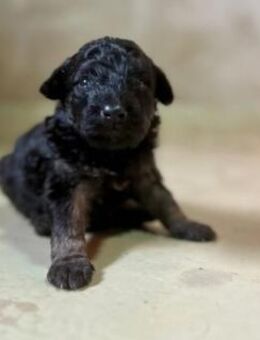 Bezauberndes Welpenmädchen 21 B - Kallmünz