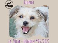 Blondy - Rotenburg (Fulda)