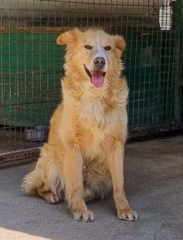 NOTFALL Haary - Der ewig Übersehene - Obertshausen