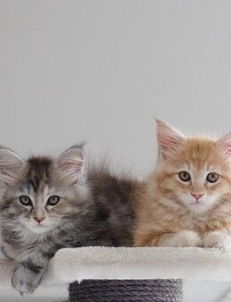 Maine Coon Kitten suchen ein liebevolles Für-immer-Zuhause - Adelsried