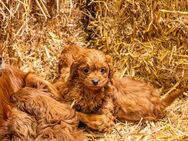 Cavapoo Welpen - Heek