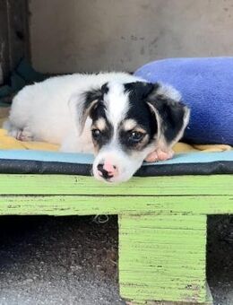 Diemo freundlich-zugänglich und verspiel - Haan