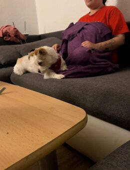 Diese kleine Hündin sucht ein neues Zuhause - Guben