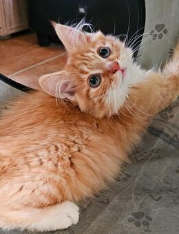 Super süße Kitten suchen ein Zuhause - Kaltenengers