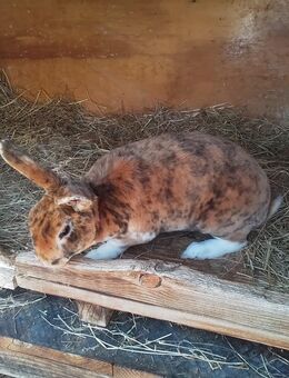 Kaninchen Weibchen - Isny (Allgäu)