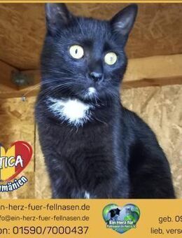 Pitica wünscht sich ein Zuhause! - Waakirchen