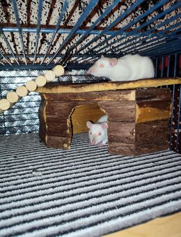 4 bezaubernde Siam Rattenjungs - Chemnitz