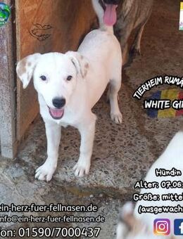 WHITE GIRL-mit den braunen Tupfen - Waakirchen