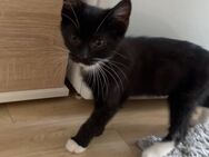 Katzen Baby 3 Monate alt. 250€ - Lübeck