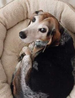 Siobhan -unkompliziert, freundlich- - Oldenburg