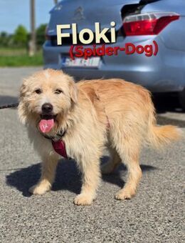 Floki sucht ein Zuhause - Linden (Hessen)