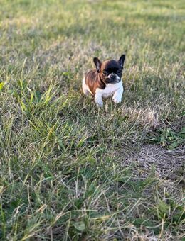 Französische Bulldoggen - Falkenstein (Vogtland)