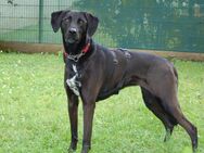 Misty - Mischling - 5 Jahre - Tierhilfe Franken e.V. - Lauf (Pegnitz) Zentrum