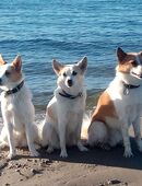 Norrbottenspitze - Wurf in Planung für 2026 (Preis auf Anfrage) in 72622