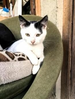 Katze SWEETYs Wunsch: Bitte Sicherheit! - Augsburg