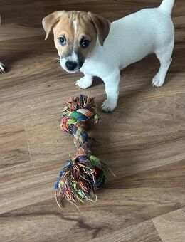 Welpe Rüde Jack Russell Terrier - Heilbronn