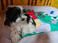Reinrassige Biewer Yorkshire Terrier Welpen - Herbstadt