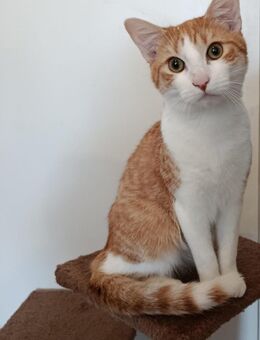 2 liebevolle Hauskatzen - Trier