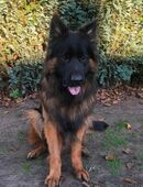 Schäferhund Langstockhaar Rüde in 46242