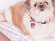 Shih tzu Chihuahua Mix shihtzu Chihauau Hündin - Niedernberg