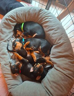 Deutsche Pinscher Welpen gesund, verspielt und bereit für Besuch - Eitorf