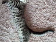 Supersüße Katzenbaby sucht ein neues Zuhause - Grolsheim