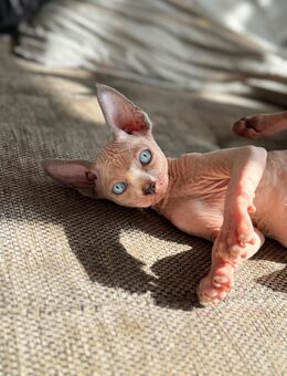 Traumhafte Sphynx Kitten abzugeben liebevolles Zuhause gesucht! - Möckern Pabsdorf