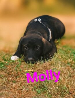 Bordercollie-Mix - Sontra