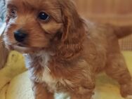 Cavapoo Welpen, Rüden - Aurich