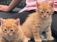 Kitten, Katzenbabys, Kater - Dippoldiswalde