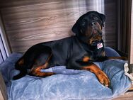 Thora sucht dringend neues Zuhause ! - Königsfeld (Sachsen)