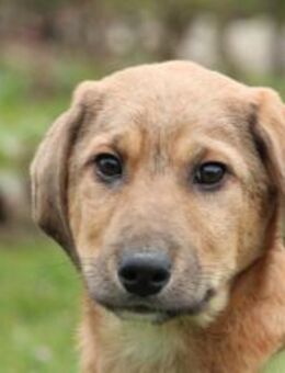 Caramelo sucht liebevolle Familie.... - Hagen (Stadt der FernUniversität)