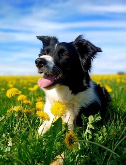 Border Collie Welpen - Obergünzburg