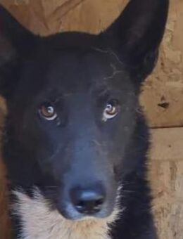 Pablo - zieht sich immer mehr zurück - Dreikirchen