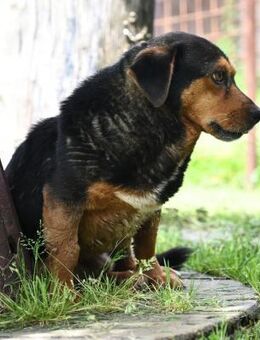 MARVIN - 35 cm, sanft, leinenführig - Linden (Hessen)