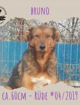 Bruno - Rotenburg (Fulda)