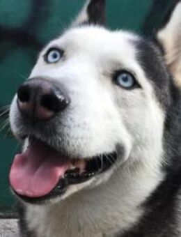 Husky MAX🩵intelligent,aktiv,kinderlieb - Hamburg