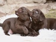 9 wunderschöne reinrassige Labrador Welpen - Frankfurt (Main)
