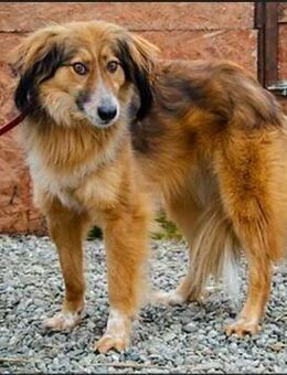 Notfall - Wilson möchte endlich ankommen - Schlitz