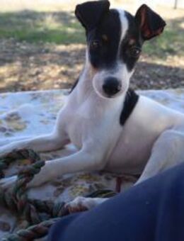 Mogli ein kleiner Kämpfer - Berlin