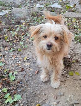 Lieber treuer Waldo sucht Familie - Leonberg (Baden-Württemberg)