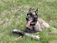 Reinrassiger belgischer Schäferhund - Bad Salzungen
