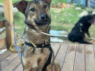 tolle Hündin, Yodaa sucht dringend PS/ES - Berlin