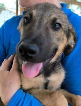 KOUROSH ~ wedelt freudig mit seiner Rute - Duisburg