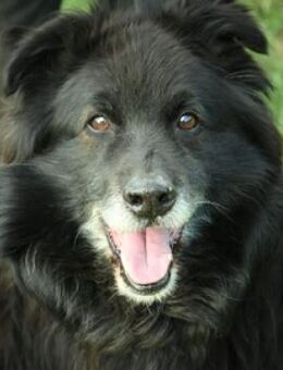 BENJI sehnt sich nach seinem Happy End - Gefrees