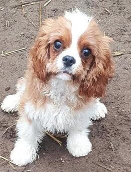 Chester # - Wolfhagen