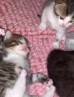 katzen Babys in Ulm zum verkaufen - Ulm