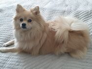 Zwergspitz Hündin Pomeranian - Velbert