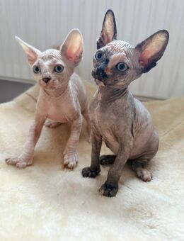 Süße Sphynx Kitten abzugeben - Wilhelmshaven