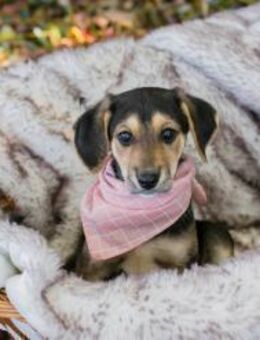 257113 - ich mag schmusen und toben - Overath